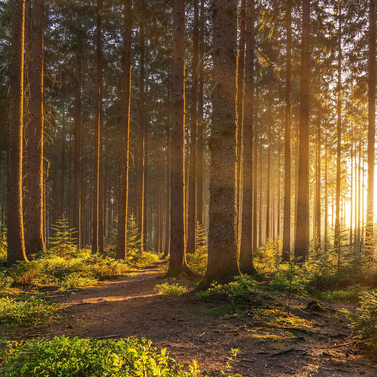 forest trail with rays of sunlight; https://cdn.shopify.com/videos/c/o/v/23fe852d484a47b6b231e20936075982.mp4