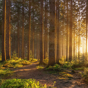 forest trail with rays of sunlight; https://cdn.shopify.com/videos/c/o/v/23fe852d484a47b6b231e20936075982.mp4