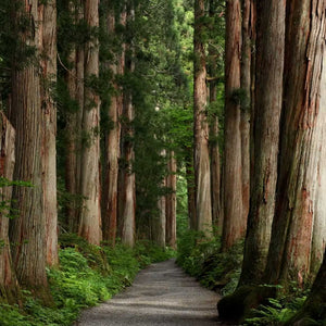 sunlit path in redwood forest; https://cdn.shopify.com/s/files/1/0457/0333/1991/files/Redwood_Forest.mp4?v=1649190376