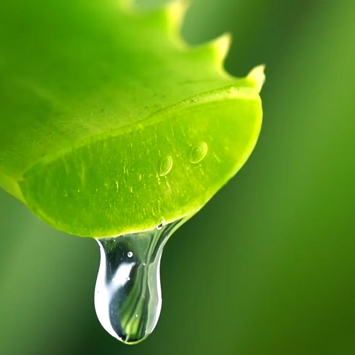 aloe dripping from freshly cut aloe stem; https://cdn.shopify.com/s/files/1/0457/0333/1991/files/Blue_Agave.mp4?v=1648134188
