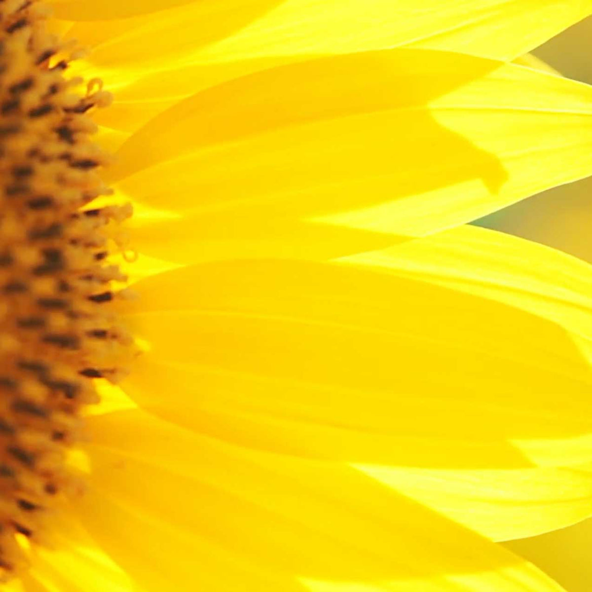 close up of bright yellow flower petals in sunlight; https://cdn.shopify.com/s/files/1/0457/0333/1991/files/Sunbeam.mp4?v=1648579308