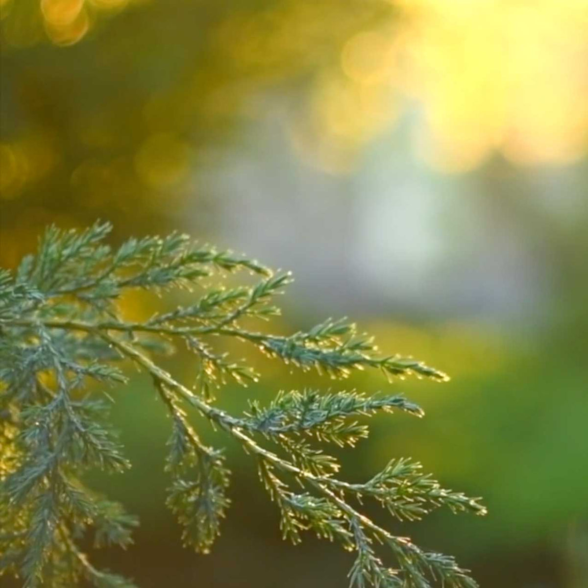 thuja tree branch in yellow sunlight; https://cdn.shopify.com/s/files/1/0457/0333/1991/files/Yuzu_Forest.mp4?v=1649277320